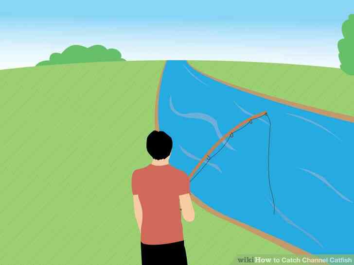 Image intitulé Catch Barbue de rivière Étape 9